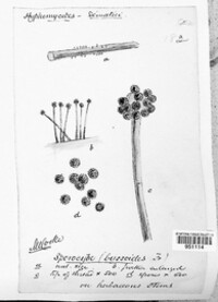 Periconia byssoides image